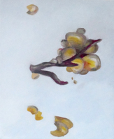 untitled(orchid)
